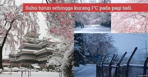 Bunga sakura (cherry blossoms) mengeluarkan bunga pada musim ini diantara bulan march hingga bulan april. (Video) Pelik Tapi Cantik, Salji Turun Di Jepun Walau ...