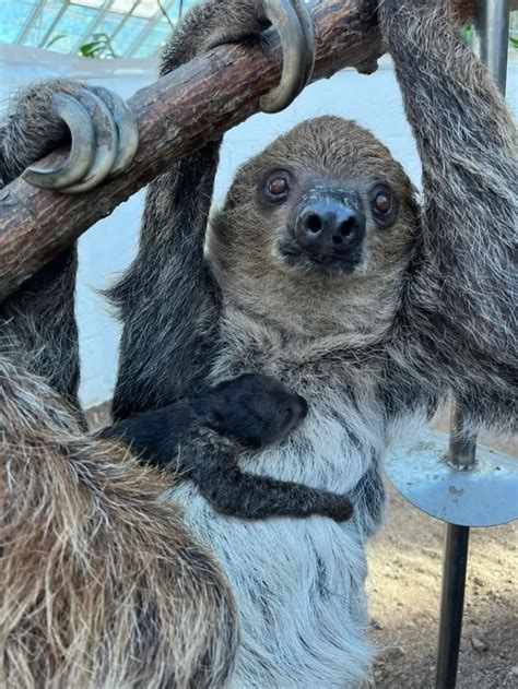 Finally A Baby Sloth Arrives Pet News Live
