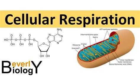 Cellular Respiration Animated Powerpoint Cellular Respiration