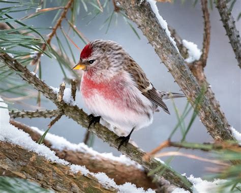 Michigan Nut Photography Michigan Birds And Wildlife Redpoll In The Snow