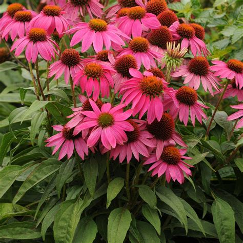 Echinacea PowWow® Wild Berry | Butterfly Gardens to Go