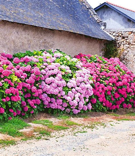 Die blüten stehen in üppigen büscheln und sind anfangs leuchtend weiß mit rosa hauch, später rahmweiß; Freiland-Hortensien-Hecke Pink-rosé: 1A-Qualität | BALDUR ...