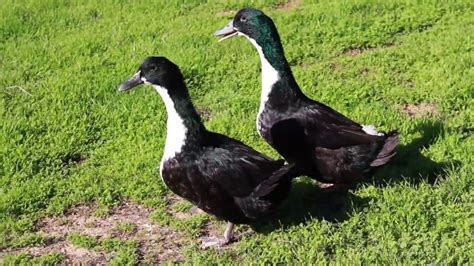 We did not find results for: Black Swedish Adult Ducks - YouTube