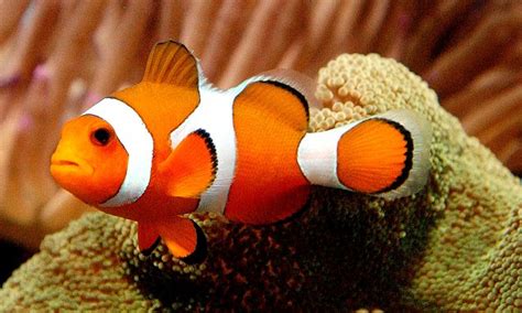Finding Nemo Comes True Researchers Find Young Clownfish Travel Upto
