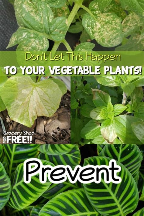 Green Plants With The Words Dont Let This Happen To Your Vegetable Plants