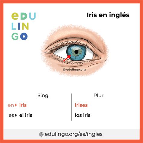 Iris En Inglés • Escritura Y Pronunciación Con Imágenes