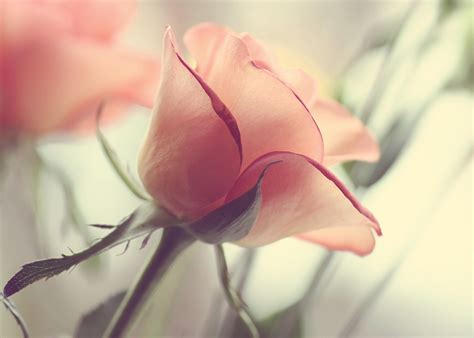 Beautiful Flower Girly Pink Pretty Image 216465 On