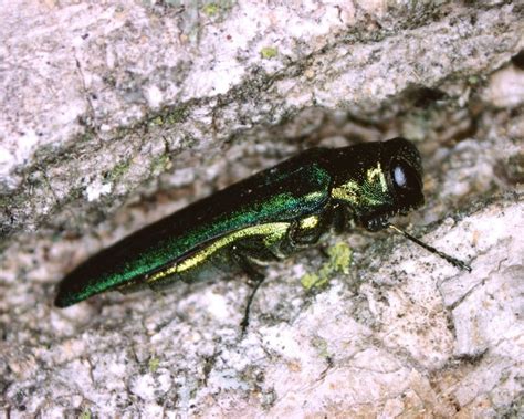 The Emerald Ash Borer Information About The Ash Tree Killer And Other Boring Beetles