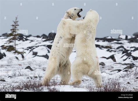 Spectacular Images Of Two Male Polar Bears Fighting It Out As Snow
