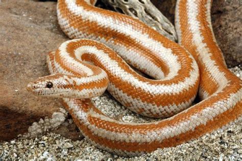 Rosy Boa Facts And Pictures