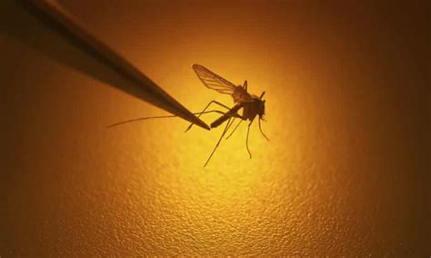 West Nile Virus Another Alarming Side Effect Of Us Drought