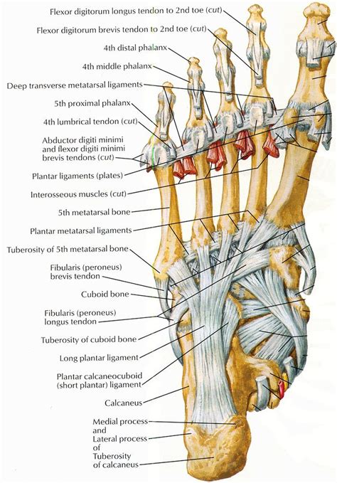 Image Result For Collateral Ligament 5th Middle Phalanx Tıp Fakültesi