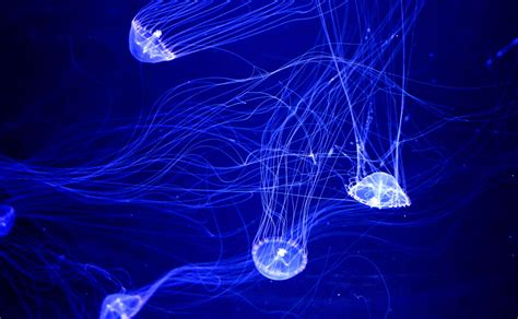Crystal Jellyfish Ocean Animals