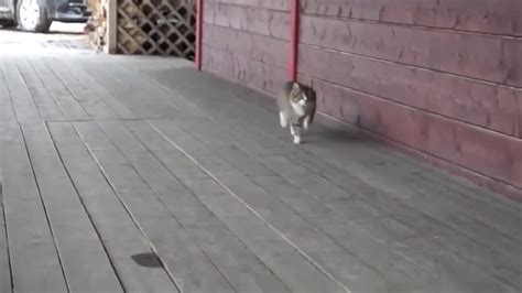 Marching Cat Coub The Biggest Video Meme Platform