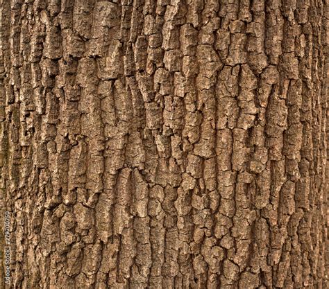 Foto De Relief Texture Of The Brown Bark Of A Tree With Green Moss On