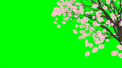 Falling Cherry Blossom Petals No3 With Tree Hd Animation Green