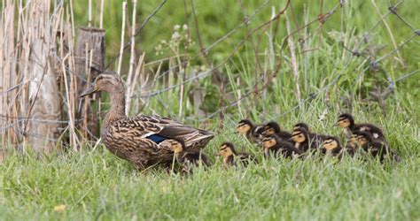 6 Incredible Baby Ducks Facts You Should Know About These Little