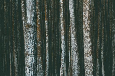Free Photo Bark Forest Pile Surface Texture Trees Woods Hippopx