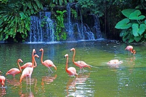 Flamingos On Lake In Rainforest Singapore