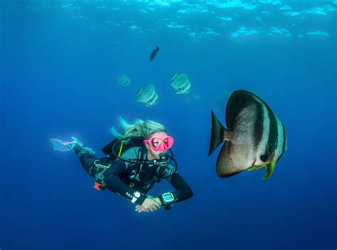 Get To Know The Batfish Mares Scuba Diving Blog