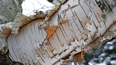 Why Does Birch Tree Bark Peel Off