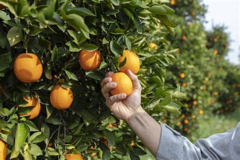 Orangen Erntezeit Wann Sind Die Früchte Reif