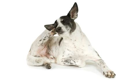 6 Recommended Dog Dry Skin Home Remedy Options All Natural
