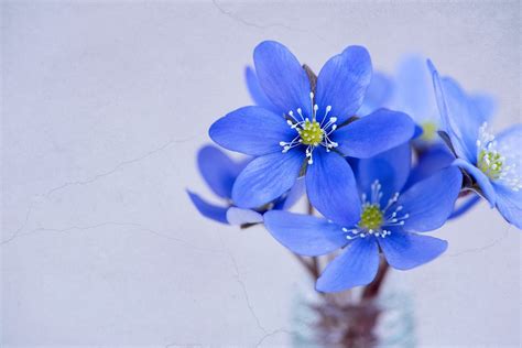 無料の写真 花 花びら 雪割草 青 青い花 春の花 早期に咲く花 Pixabayの無料画像 1338211