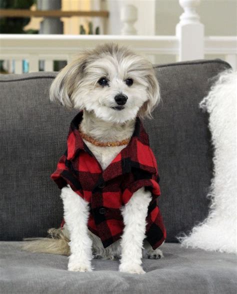 Dogs In Clothes Fashion For Dogs By Dog Threads Stylish Dog Clothes