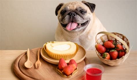 Top 10 Pug Approved Dog Foods A Comprehensive Guide To Feeding Your