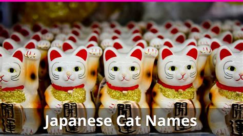 There is no doubt that your new kitten is adorable and needs a cute name to match their gorgeous appearance. Best 250+ Japanese Cat Names (+ Meanings) For Male And ...