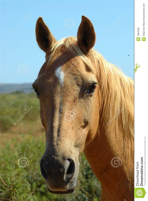 african horse stock photo image  herbivore african
