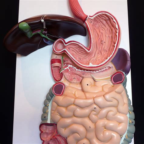 Anatomical Human Digestive System Model Organs Products Medical Models