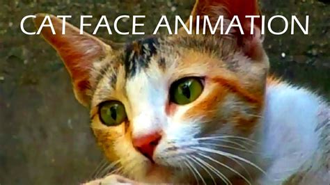 Blender ANIMATION: cat face animation - YouTube