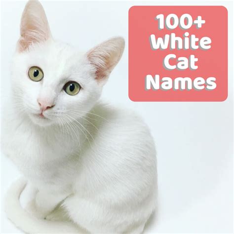 75 Cute Names For White Cats Youll Definitely Love