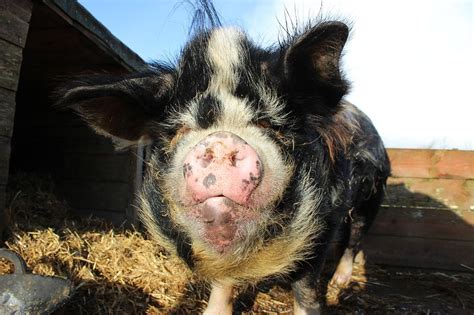 Kunekune Pigs Are They Right For Your Homestead