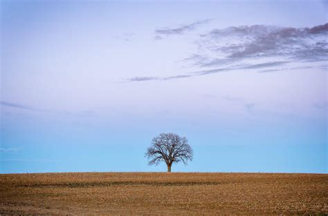 Lone Tree Silhouette Wallpapers Wallpaper Cave