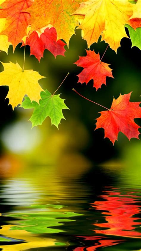 Free Download Autumn Leaves Backgrounds For Iphone 640x1136 Hd Iphone