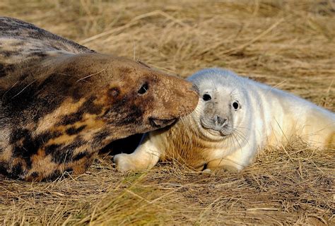 9 Baby Animals Who Look Nothing Like Their Parents Animals Zone