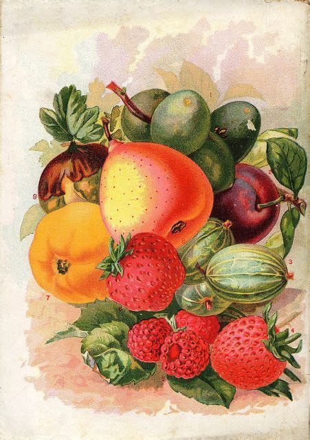 Vintage Fruit Catalog Art Botanical Art