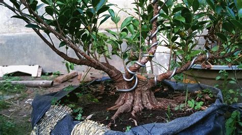 Inovasi Bonsai Kimeng Gabungan Proses Membuat Bonsai Kimeng Dari Bahan Sederhana Program Akar