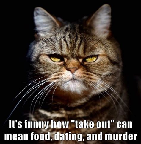 Top Memes Of The Week Cheezburger Users Edition Funny Cat Memes Cat Memes Cheezburger