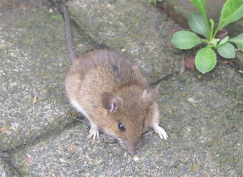Manche menschen ekeln sich vor den kleinen nagetieren. Mäuseplage Im Garten Genial Beste Mäuseplage Im Garten ...