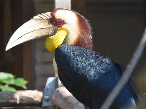 Rhyticeros Undulatus Wreathed Hornbill In Bird Park Avifauna