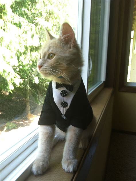 Items Similar To Tuxedo Cat Outfit Cat Clothes On Etsy Cat Clothes