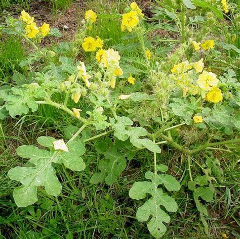 Do you find your yard full of weeds that look like flowers? Weed... but looks like watermelon | TheEasyGarden - Easy ...