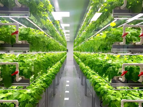 The Advantages And Disadvantages Of Vertical Farming