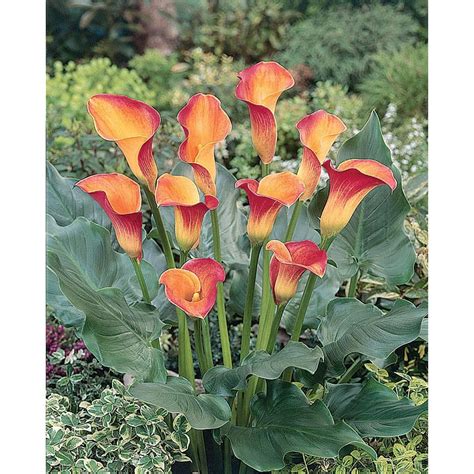 Garden State Bulb 3 Pack Flame Calla Lily Bulbs L2336 At