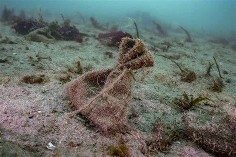 Englands Largest Ever Seagrass Restoration Project Reaches A New