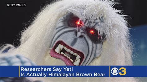 No Abominable Snowman Dna Study Says Yetis Are Just Bears Youtube